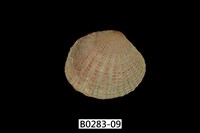 藏品(厚殼縱簾蛤)的圖片